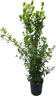 Euonymus green - afbeelding 1