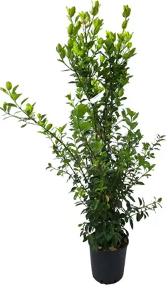 Euonymus green - afbeelding 1