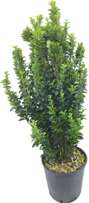 Euonymus jap. 'benkomasaki' co24 - afbeelding 1