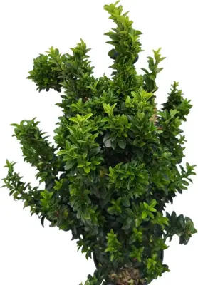 Euonymus jap. 'benkomasaki' co24 - afbeelding 2