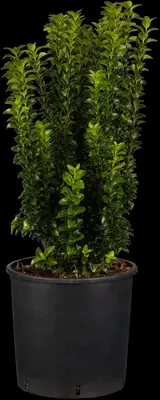 Euonymus japonicus 'Benkomasaki' (Japanse kardinaalshoed 'Benkomasaki') - afbeelding 1