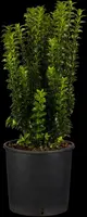 Euonymus japonicus 'Benkomasaki' (Japanse kardinaalshoed 'Benkomasaki') - afbeelding 1