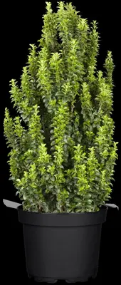 Euonymus japonicus 'Benkomasaki' (Japanse kardinaalshoed 'Benkomasaki') - afbeelding 2