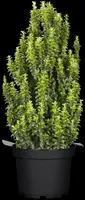 Euonymus japonicus 'Benkomasaki' (Japanse kardinaalshoed 'Benkomasaki') - afbeelding 2
