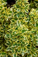 Euonymus japonicus 'Bravo' (Kardinaalsmuts 'Bravo') - afbeelding 2