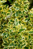 Euonymus japonicus 'Bravo' (Kardinaalsmuts 'Bravo') - afbeelding 4