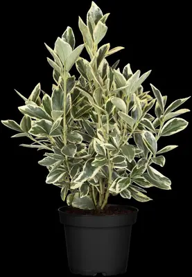 Euonymus japonicus 'Bravo' (Kardinaalsmuts 'Bravo') - afbeelding 1