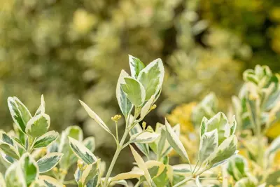 Euonymus japonicus 'Bravo' (Kardinaalsmuts 'Bravo') - afbeelding 5