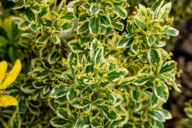 Euonymus japonicus 'Bravo' (Kardinaalsmuts 'Bravo') - afbeelding 3