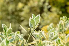 Euonymus japonicus 'Bravo' (Kardinaalsmuts 'Bravo') - afbeelding 5