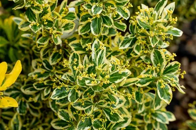 Euonymus japonicus 'Bravo' (Kardinaalsmuts 'Bravo') - afbeelding 3