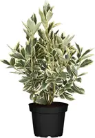 Euonymus japonicus 'Bravo' (Kardinaalsmuts 'Bravo') - afbeelding 1