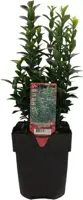 Euonymus japonicus 'green spire' (Kardinaalsmuts) 30cm - afbeelding 2
