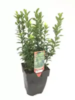 Euonymus japonicus 'green spire' (Kardinaalsmuts) 30cm - afbeelding 1