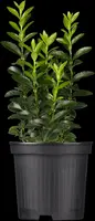 Euonymus japonicus 'Green Spire' (Kardinaalsmuts 'Green Spire') - afbeelding 1