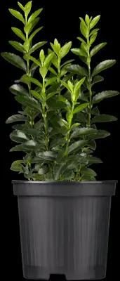 Euonymus japonicus 'Green Spire' (Kardinaalsmuts 'Green Spire') - afbeelding 1