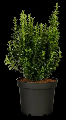 Euonymus japonicus 'Green Spire' (Kardinaalsmuts 'Green Spire') - afbeelding 3