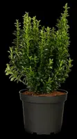 Euonymus japonicus 'Green Spire' (Kardinaalsmuts 'Green Spire') - afbeelding 3