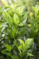 Euonymus japonicus 'Green Spire' (Kardinaalsmuts 'Green Spire') - afbeelding 2