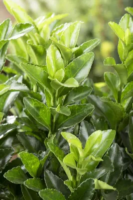 Euonymus japonicus 'Green Spire' (Kardinaalsmuts 'Green Spire') - afbeelding 2