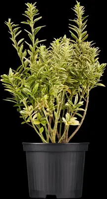 Euonymus japonicus (Kardinaalsmuts) - afbeelding 2