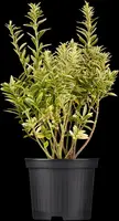 Euonymus japonicus (Kardinaalsmuts) - afbeelding 2