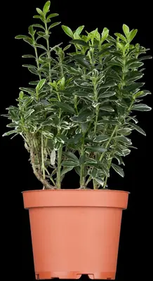 Euonymus japonicus (Kardinaalsmuts) - afbeelding 1