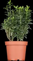 Euonymus japonicus (Kardinaalsmuts) - afbeelding 1