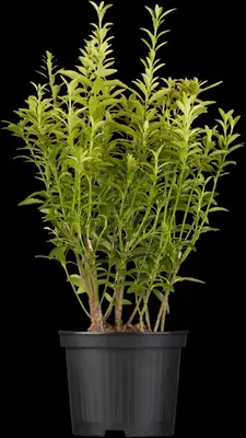 Euonymus japonicus (Kardinaalsmuts) - afbeelding 3