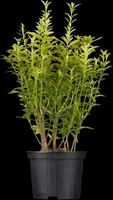 Euonymus japonicus (Kardinaalsmuts) - afbeelding 3