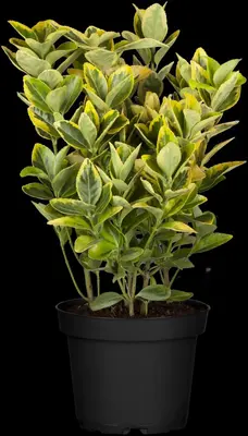 Euonymus japonicus (Kardinaalsmuts) - afbeelding 15
