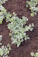 Euonymus japonicus (Kardinaalsmuts) - afbeelding 5