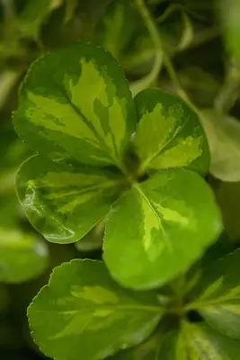Euonymus japonicus (Kardinaalsmuts) - afbeelding 8