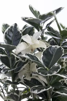 Euonymus japonicus (Kardinaalsmuts) - afbeelding 12