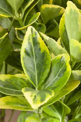 Euonymus japonicus (Kardinaalsmuts) - afbeelding 16