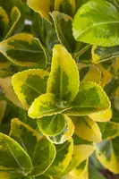 Euonymus japonicus (Kardinaalsmuts) - afbeelding 17