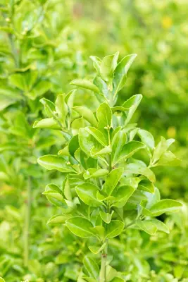 Euonymus japonicus (Kardinaalsmuts) - afbeelding 18