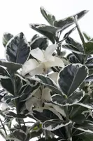 Euonymus japonicus (Kardinaalsmuts) - afbeelding 12