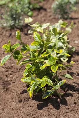 Euonymus japonicus (Kardinaalsmuts) - afbeelding 7
