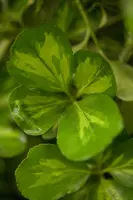 Euonymus japonicus (Kardinaalsmuts) - afbeelding 8