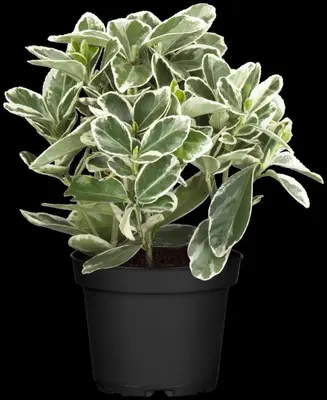 Euonymus japonicus (Kardinaalsmuts) - afbeelding 14