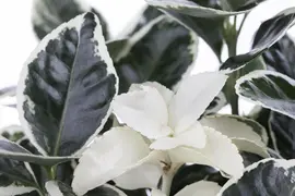 Euonymus japonicus (Kardinaalsmuts) - afbeelding 11
