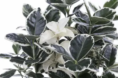 Euonymus japonicus (Kardinaalsmuts) - afbeelding 13