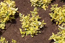 Euonymus japonicus (Kardinaalsmuts) - afbeelding 6