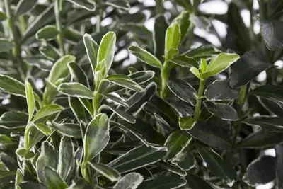 Euonymus japonicus (Kardinaalsmuts) - afbeelding 9
