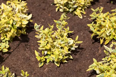 Euonymus japonicus (Kardinaalsmuts) - afbeelding 6