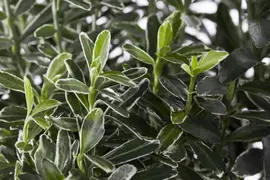 Euonymus japonicus (Kardinaalsmuts) - afbeelding 9