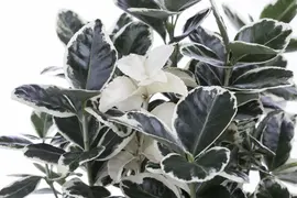 Euonymus japonicus (Kardinaalsmuts) - afbeelding 13