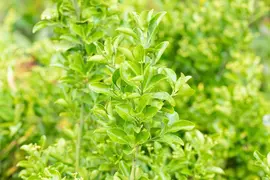 Euonymus japonicus (Kardinaalsmuts) - afbeelding 19