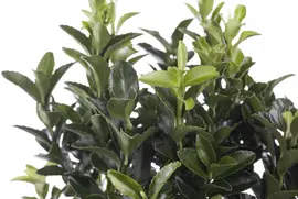 Euonymus japonicus (Kardinaalsmuts) - afbeelding 10